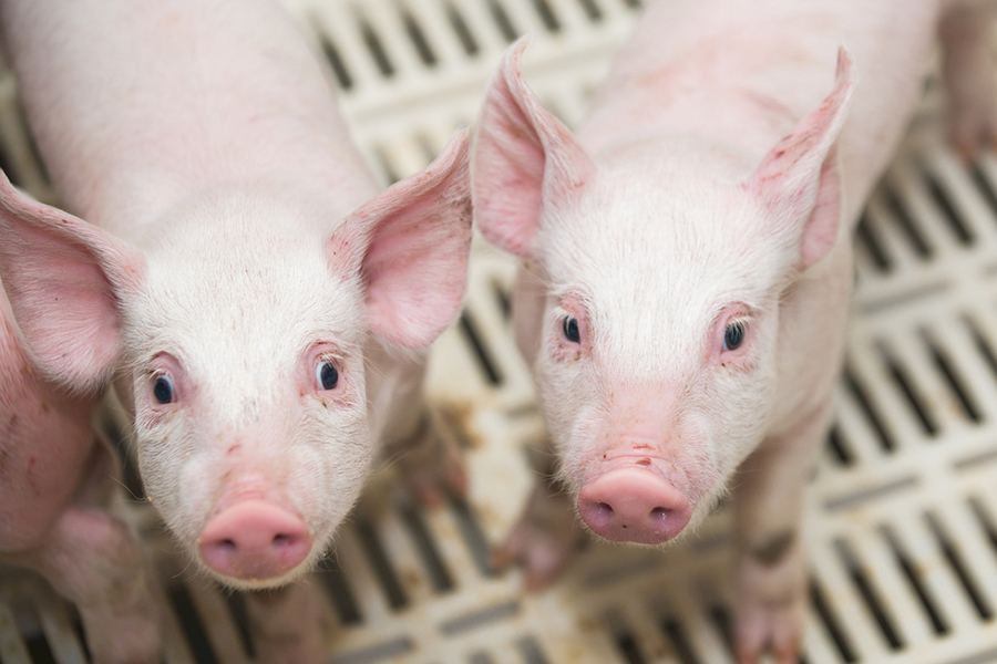 蛋鸡产蛋期复合预混合饲料钙磷添加剂