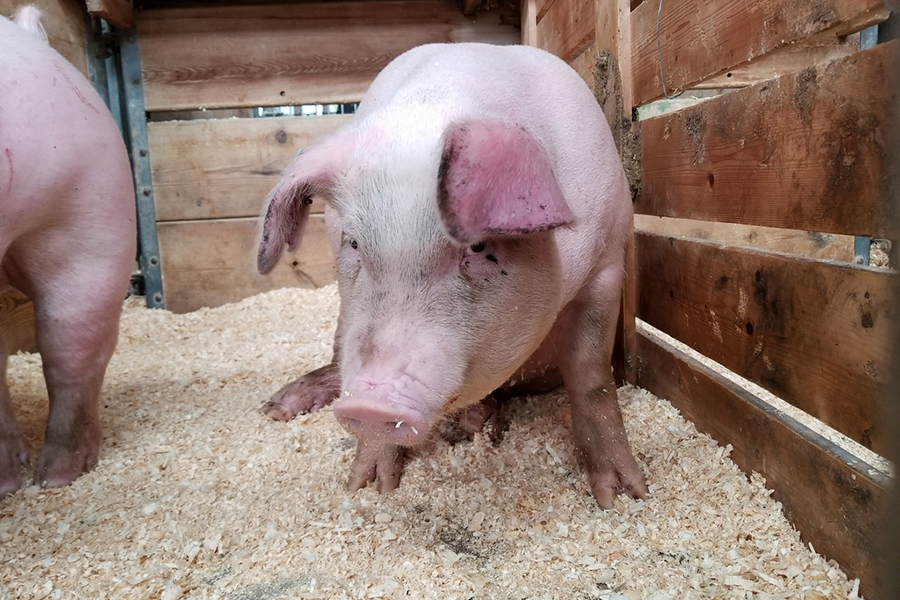 蛋鸡产蛋期复合预混合饲料能量与蛋白主体